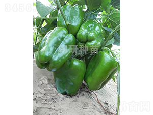 ��143-�𽷷N��-���зN��