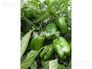 ��144-�𽷷N��-���зN��