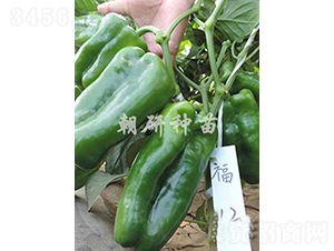 ��12-�𽷷N��-���зN��