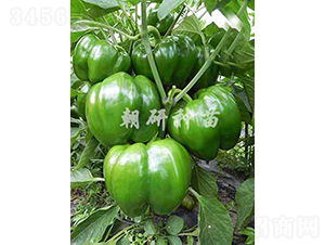 ��85-11-�𽷷N��-���зN��