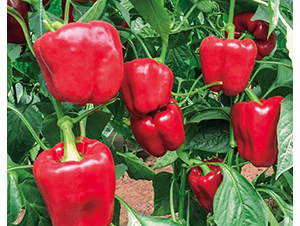 ���t1̖-�𽷷N��-���շN��