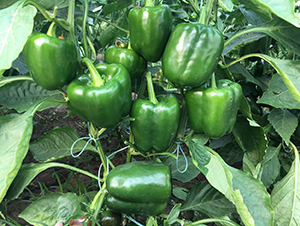 ����9̖-�����N��-���շN��