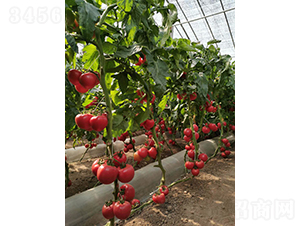 ��Ş007-���ѷN��-���շN��