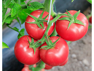 ����915-���ѷN��-���շN��