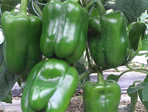 �G���P�R-�����N��-����