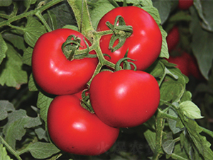 ����-���ѷN��-����