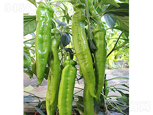 37-82-�����N��-���r(n��ng)�r(n��ng)�I(y��)