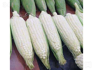 ����ŴK33���׷N��-�r(n��ng)�ƷN��