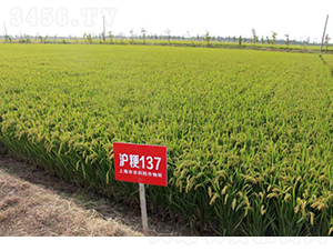 ����137-ˮ���N��-�r�ƷN��