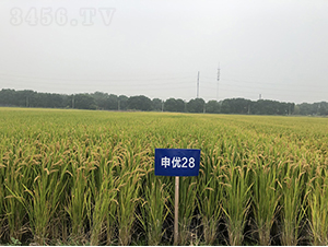 �ꃞ(y��u)28-ˮ���N��-�r�ƷN��