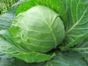 �A�G���{(l��n)�N��-�r(n��ng)�ƷN��