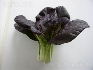 ������˷N��-�r(n��ng)�ƷN��