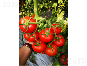 ����K619-���ѷN��-�r(n��ng)�ƷN��