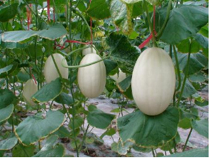 �|����һ̖-���ϷN��-�r(n��ng)�ƷN��