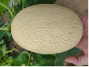 ������9̖-���ϷN��-�r(n��ng)�ƷN��