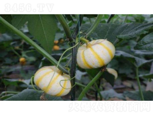 ���һ̖(h��o)-�ϹϷN��-�r(n��ng)�ƷN��