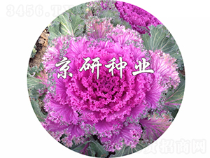 ���ڼt6̖(h��o)-���{(l��n)�N��-���зN�I(y��)