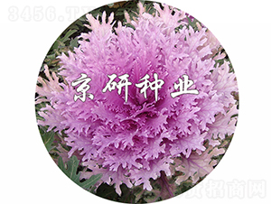 �����2̖(h��o)-���{(l��n)�N��-���зN�I(y��)