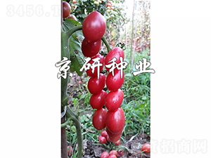 ��������2̖(h��o)-���ѷN��-���зN�I(y��)