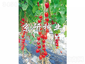 �����t��1̖(h��o)-���ѷN��-���зN�I(y��)