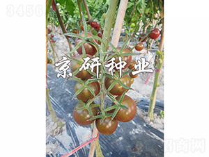 ��������1̖(h��o)-���ѷN��-���зN�I(y��)