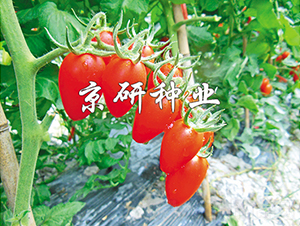 �����t�_1̖(h��o)-���ѷN��-���зN�I(y��)