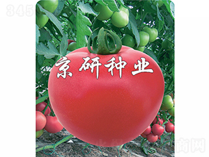 �ɿ�8̖(h��o)-���ѷN��-���зN�I(y��)