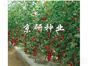 ����1̖(h��o)-���ѷN��-���зN�I(y��)