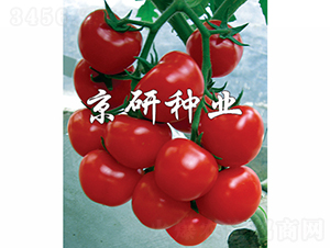 �tؐؐ-���ѷN��-���зN�I(y��)