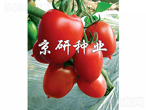 �t��1̖(h��o)-���ѷN��-���зN�I(y��)