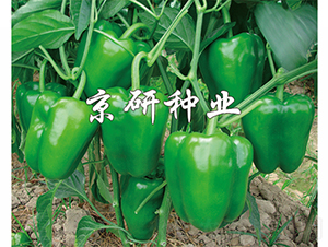 ����105-�����N��-���зN�I(y��)