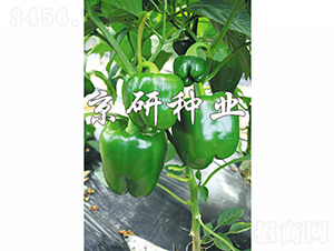 ����808-�����N��-���зN�I(y��)