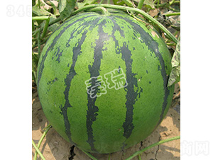 �����̖-���ϷN��-����