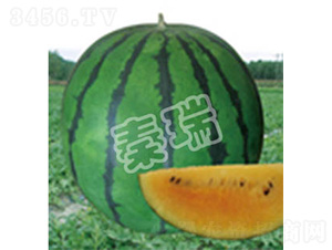 �ʺ�-���ϷN��-����