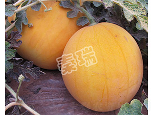 ̫�-���ϷN��-����