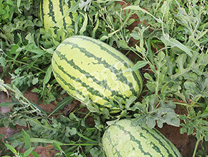 ��������-���ϷN��-����