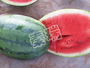 �������L-���ϷN��-����