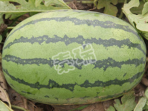 �G�S��-���ϷN��-����