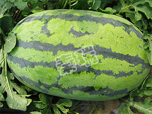 �������-���ϷN��-����