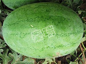 ����G��-���ϷN��-����