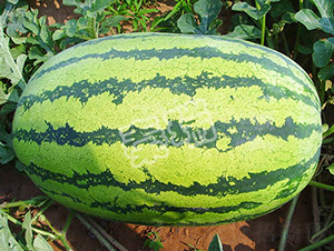 �p����̖-���ϷN��-����