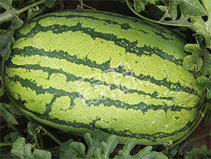 �p����̖-���ϷN��-����