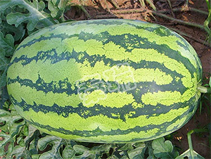 ���������̖-���ϷN��-����