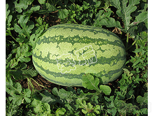 �ش�����̖-���ϷN��-����