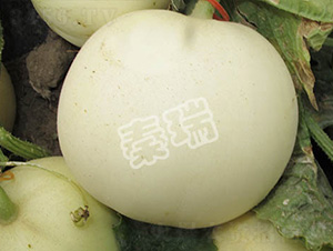 ����88-��ϷN��-����