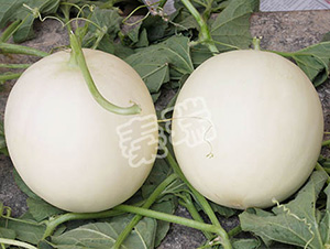 ����t��-��ϷN��-����