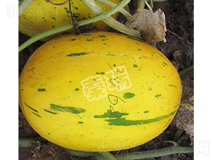 ���Ǽt-��ϷN��-����