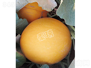 ���o�t��-��ϷN��-����