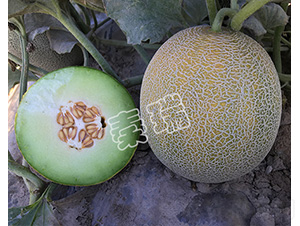 �G���2̖-��ϷN��-����