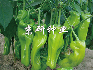 ����305-�����N��-���зN�I(y��)